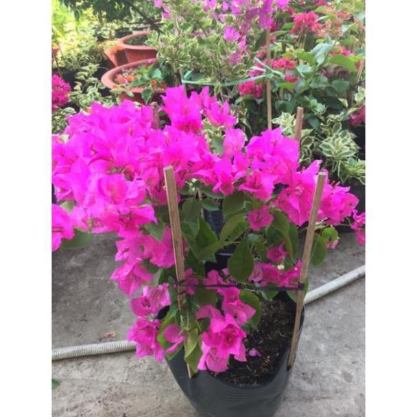 Hoa giấy đỏ hồng siêu bông