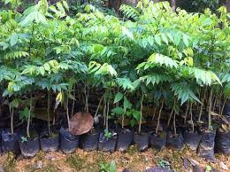 CÂY SƯA ĐỎ - CÂY LẤY GỖ GIÁ TRỊ KINH TẾ CAO, SIÊU LỢI NHUẬN, GỬI ĐI NGUYÊN BẦU