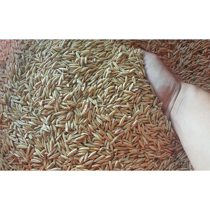 100g Hạt giống cỏ yến mạch - cỏ chịu lạnh , chịu sương muối