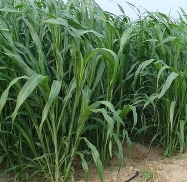 Hạt giống cỏ voi 1kg
