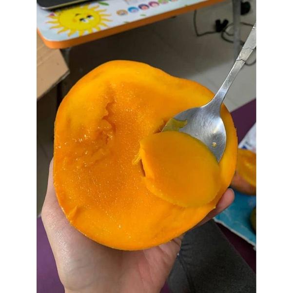 CÂY GIỐNG XOÀI ÚC SIÊU SỚM