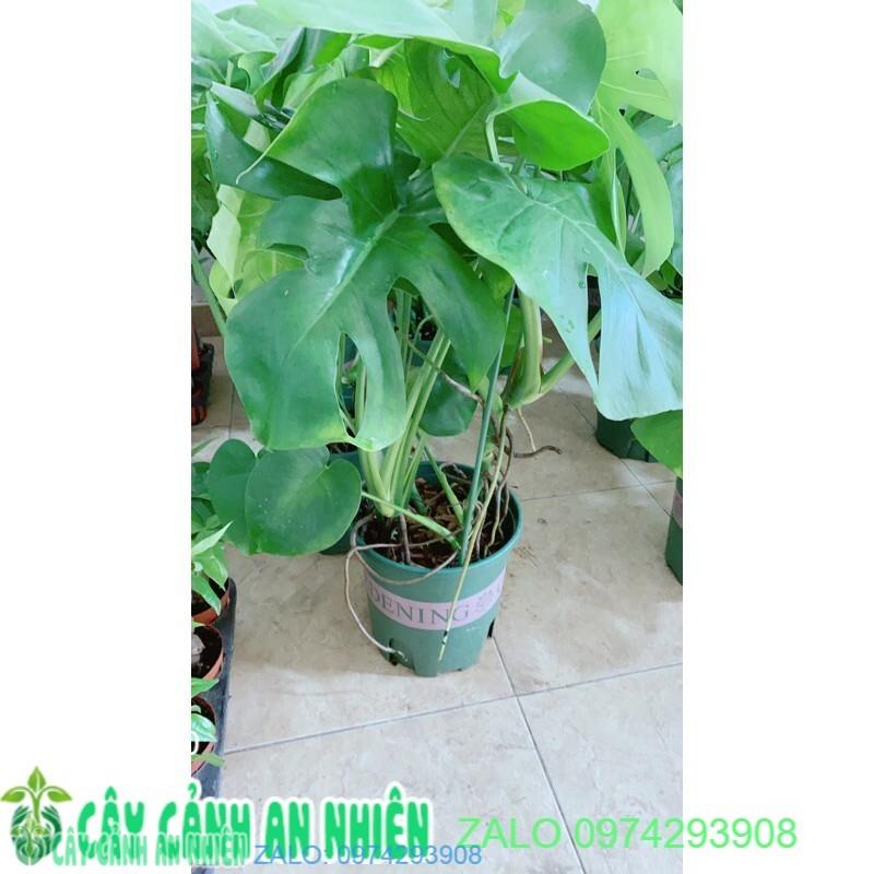 Trầu Bà Lá Rách