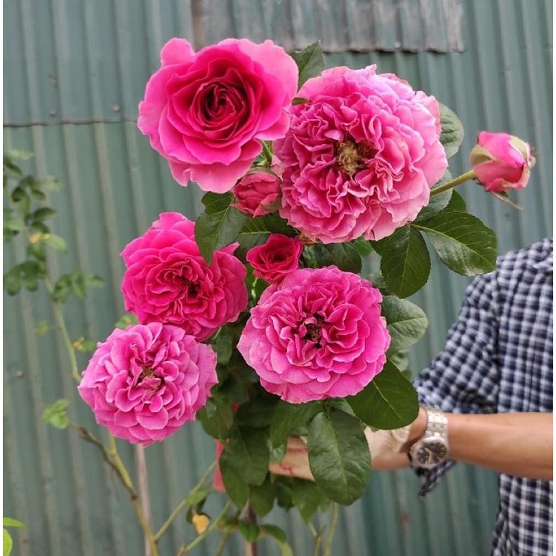 Hoa hồng Kate Rose - hồng leo, hoa to, hoa thơm
