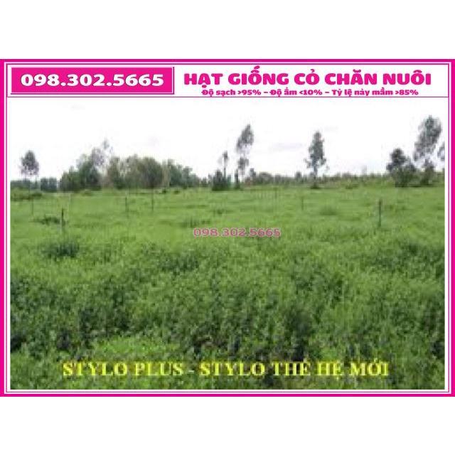 Hạt giống cỏ chăn nuôi STYLO gói 100g