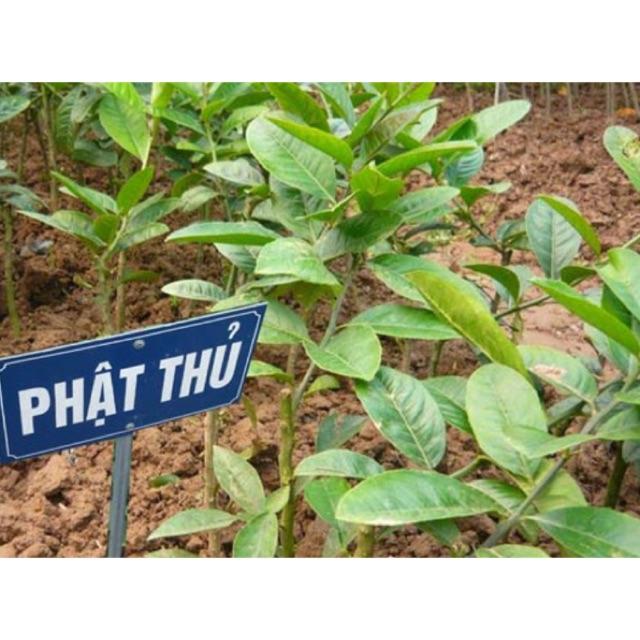 Cây phật thủ