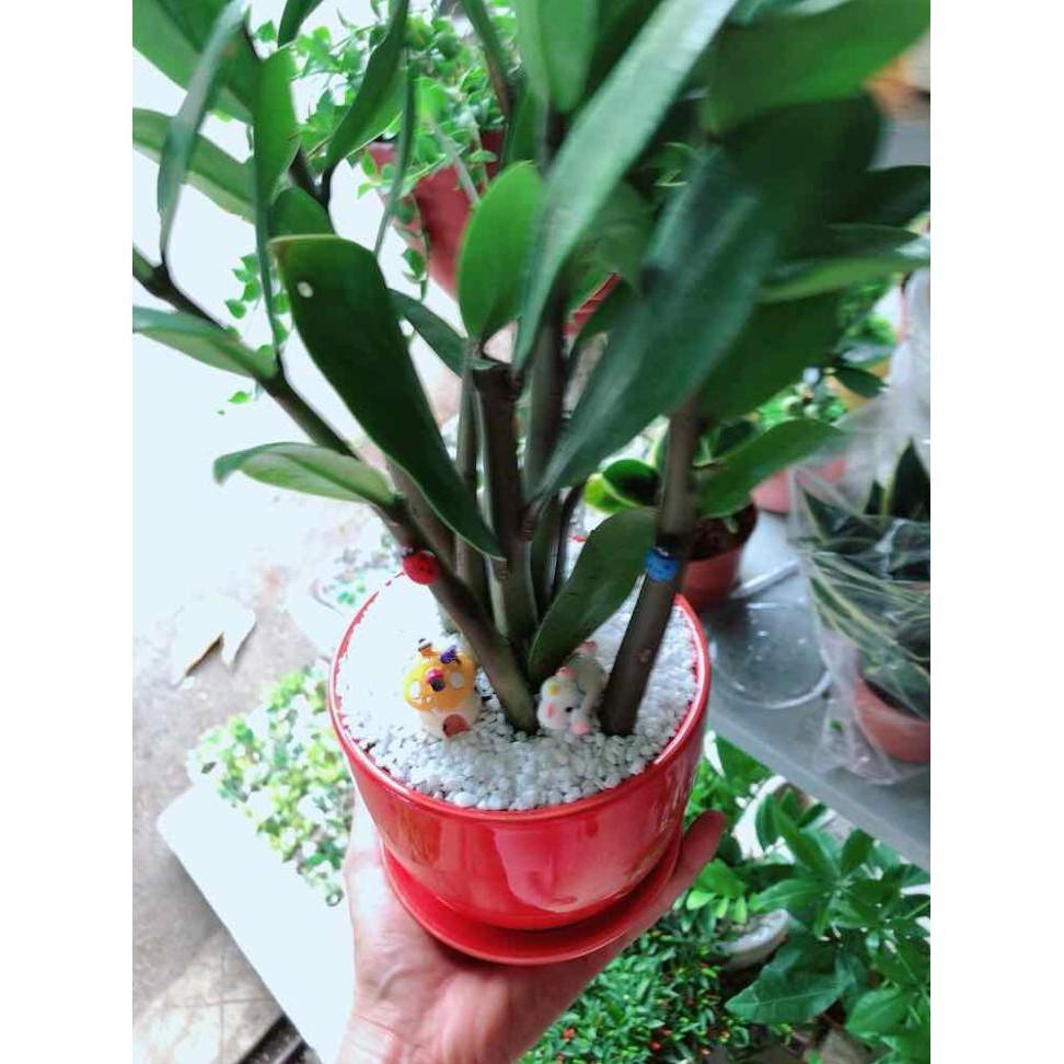 Chậu cây kim tiền Bán Chạy