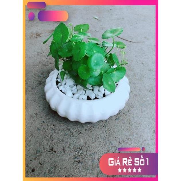 Chậu Cỏ Đồng Tiền