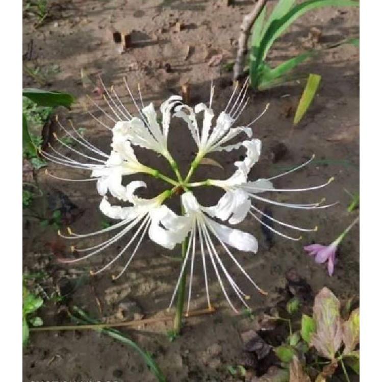 Củ giống hoa bỉ ngạn trắng