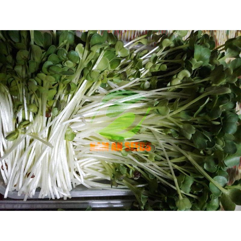 Hạt Giống Rau Mầm Củ Cải Trắng Thu Hoạch Sau 5-7ngày