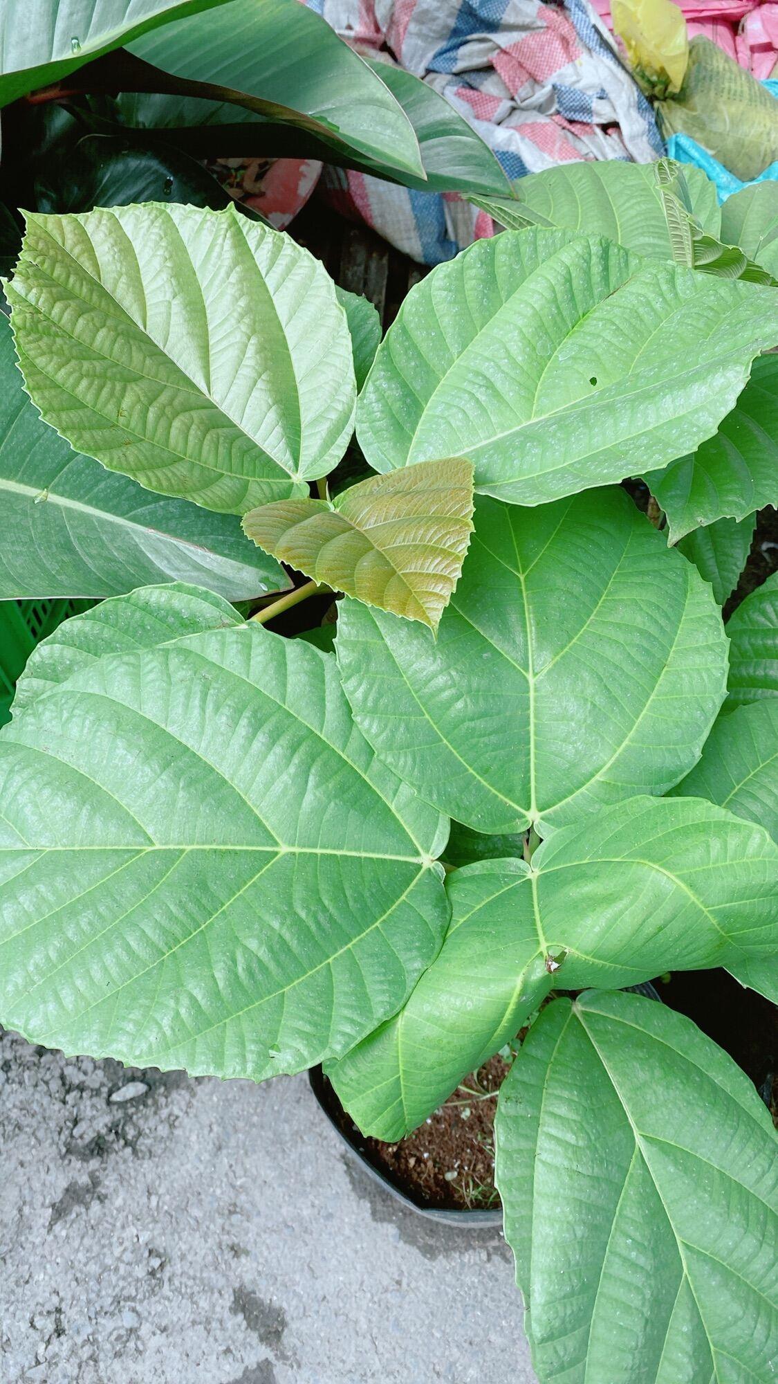 Cây Vả Cao 50cm