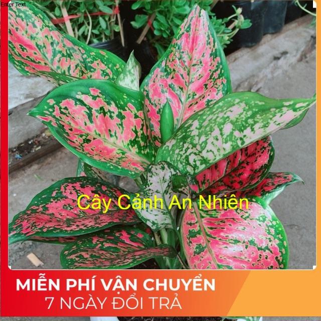 Chậu vạn lộc