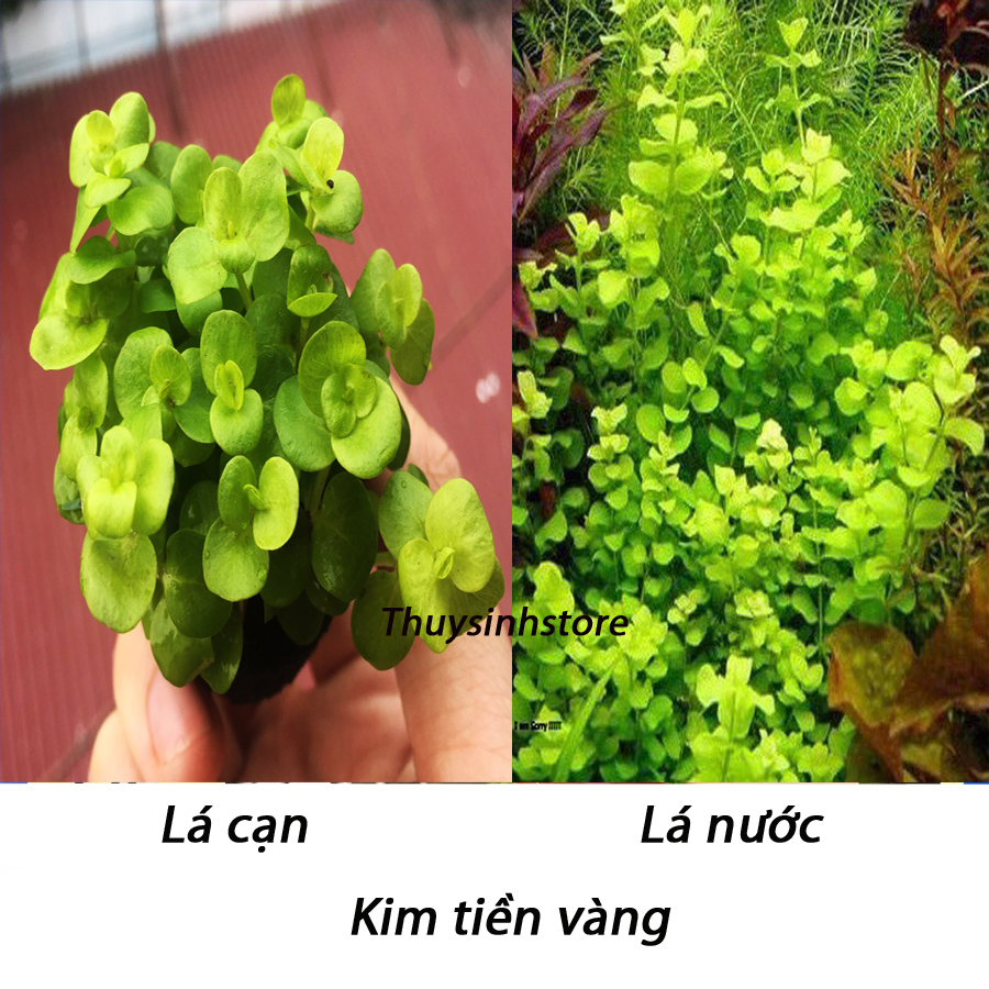 Cây Cắt Cắm Kim Tiền Thảo 12 nhánh,kim tiền vàng - CÂY THỦY SINH LÁ CẠN