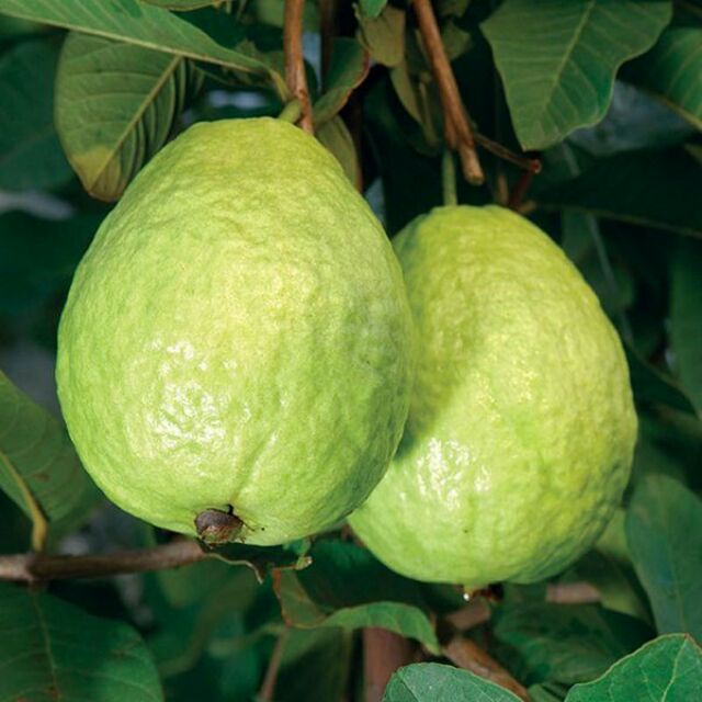 CÂY ỔI KHÔNG HẠT