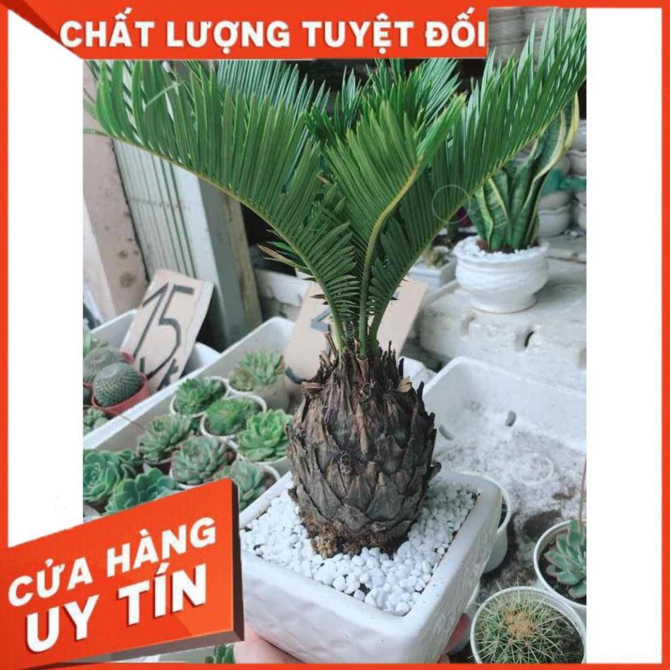 Chậu vạn tuế Nhiều Người Mua
