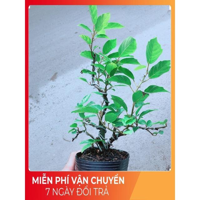 Cây Khế Bonsai
