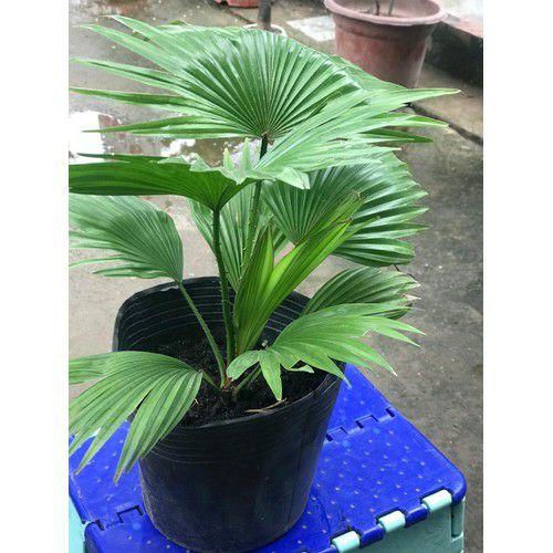 Cây cọ cảnh