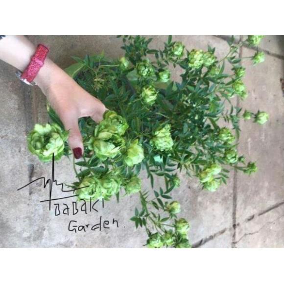 Cây hoa hồng xanh đang nụ