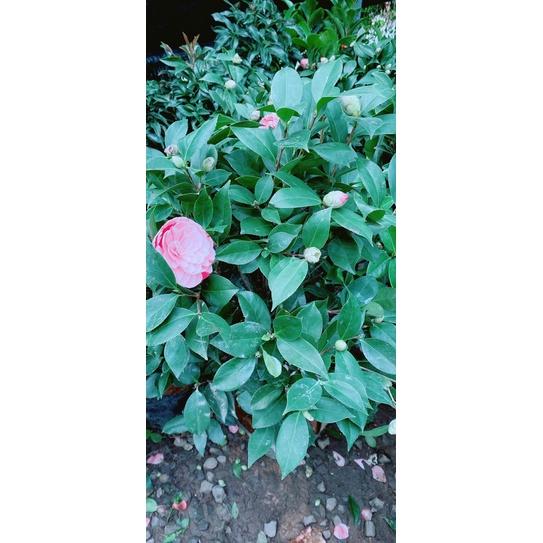 Cây Trà My Cánh Kép