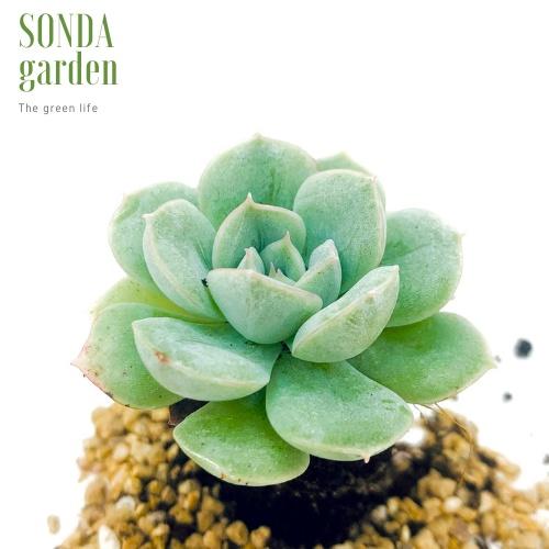 Sen đá liên đài trắng SONDA GARDEN size mini 2.5-4cm, cây cảnh trang trí nhà cửa, lỗi 1 đổi 1