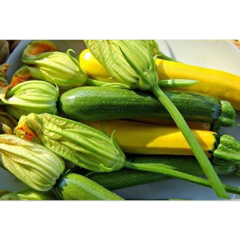 Combo 2 gói hạt giống bí ngòi dài vàng ,xanh-gói 10 hạt-tặng kèm gói phân bón lót