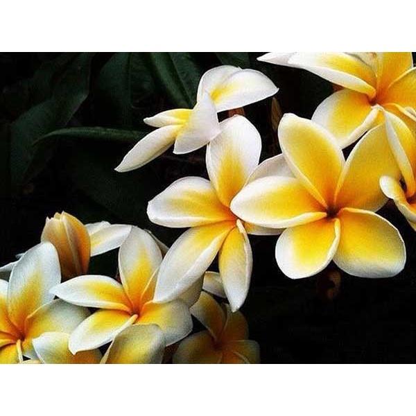 Cây giống HOA SỨ ĐẠI TRẮNG