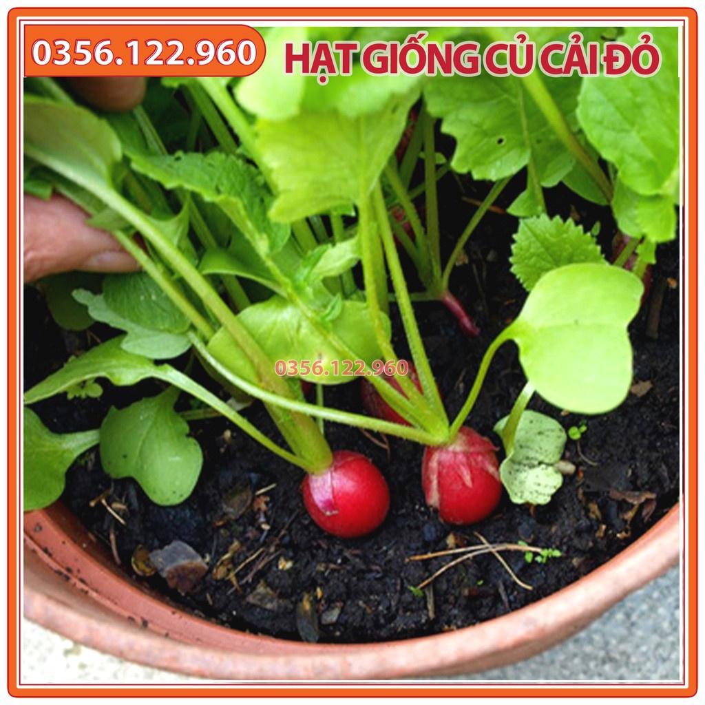 Hạt giống củ cải đỏ tròn F1 - gói 5g - dễ trồng, dễ chăm sóc, năng suất cao