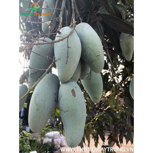 Cây Xoài Thái cam kết chất lượng