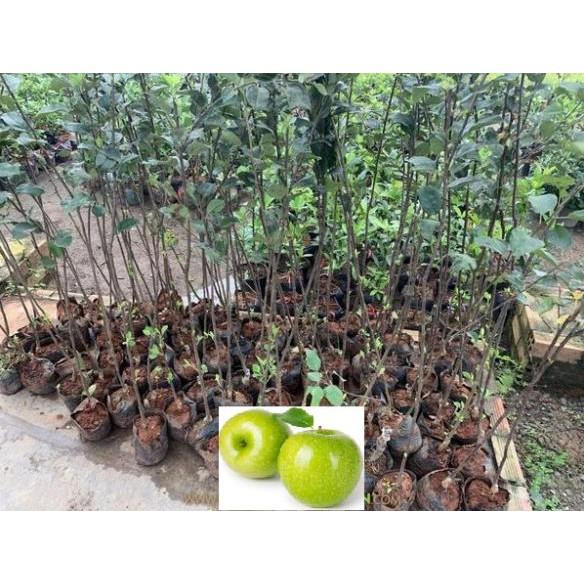 Cây táo nhập khẩu, Cây Táo xanh mỹ, giống táo quả ngon ngọt, siêu sai quả