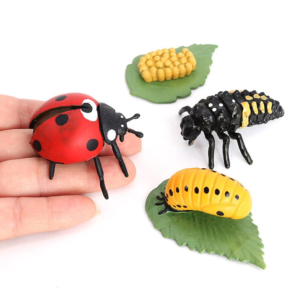 Life Cycle of A - Includes Egg, Larva, Pupa, And Educational