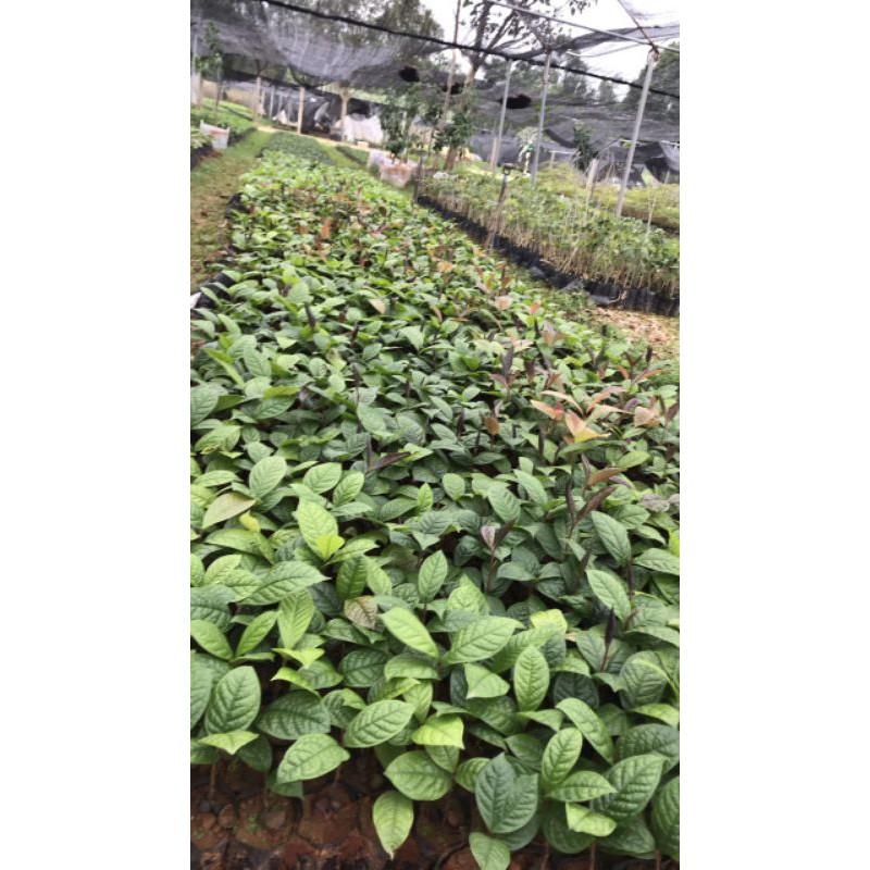 Cây giống trà hoa vàng ươm hạt cây cao 15cm