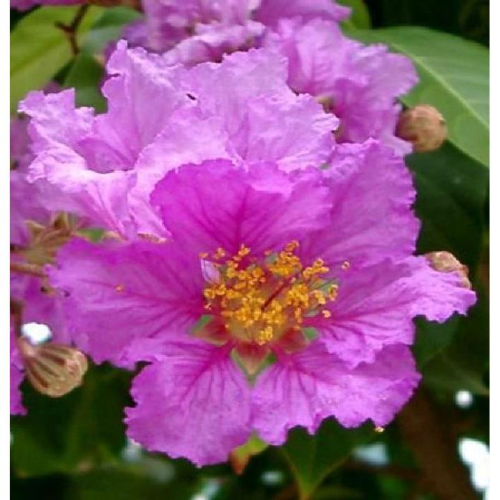 Hạt Giống Cây Hoa Bằng Lăng Tím KNS3512 - Gói 30 Hạt