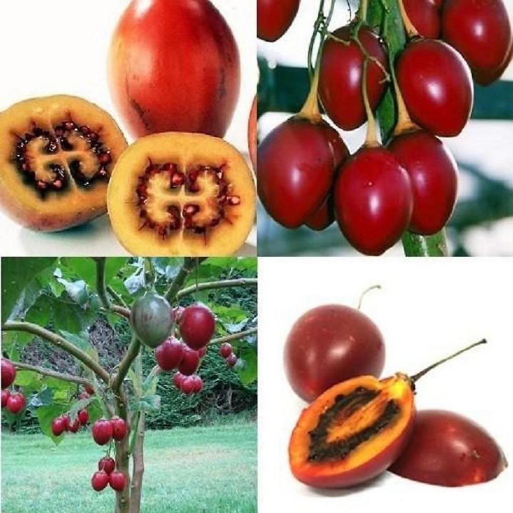 Hạt Giống Cà Chua Thân Gỗ