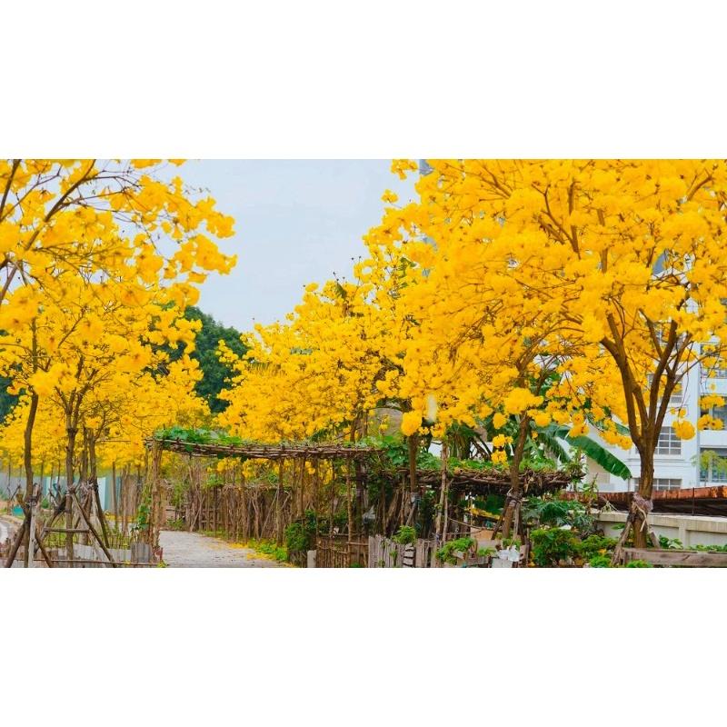 CÂY GIỐNG CHUÔNG VÀNG TRỒNG tạo bóng mát và cảnh quan.