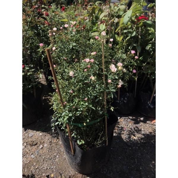 Hoa hồng ngoại pingpong- bầu to cây lớn trưởng thành