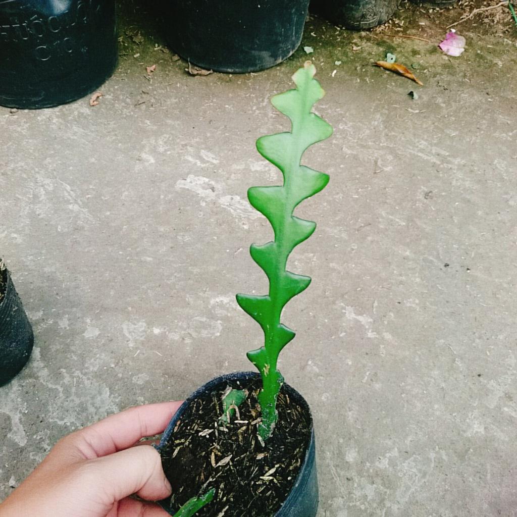 HOA NHẬT QUỲNH XƯƠNG CÁ - Hoa thơm nở quanh năm