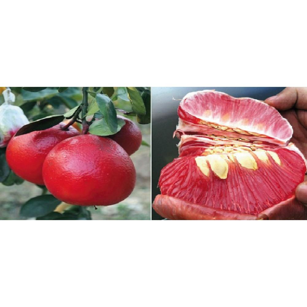 Cây giống bưởi đỏ Luận Văn hay bưởi tiến vua.