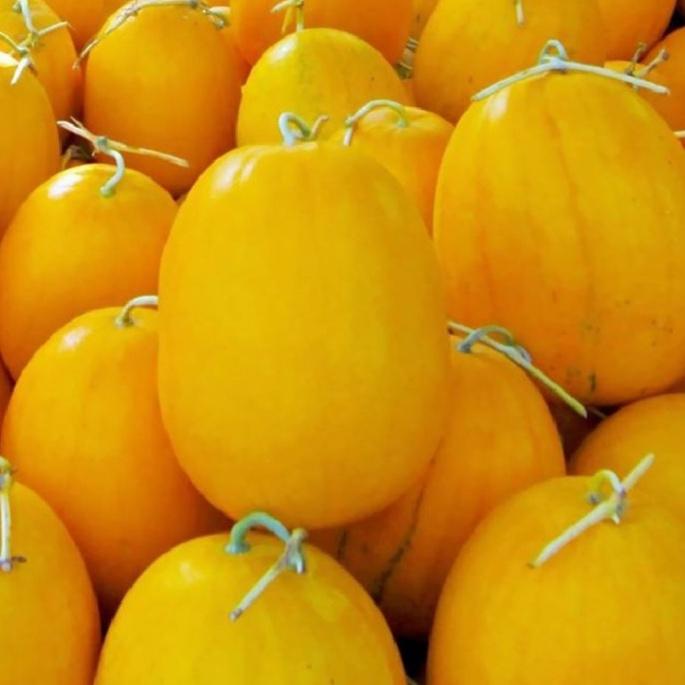 Combo 5 gói Hạt giống dưa hấu vỏ vàng ruột đỏ -gói 10 hạt - tặng kèm 1 gói phân bón