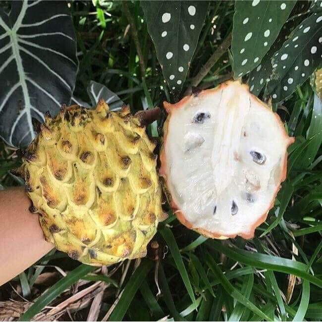 Cây Giống Na Vàng Úc