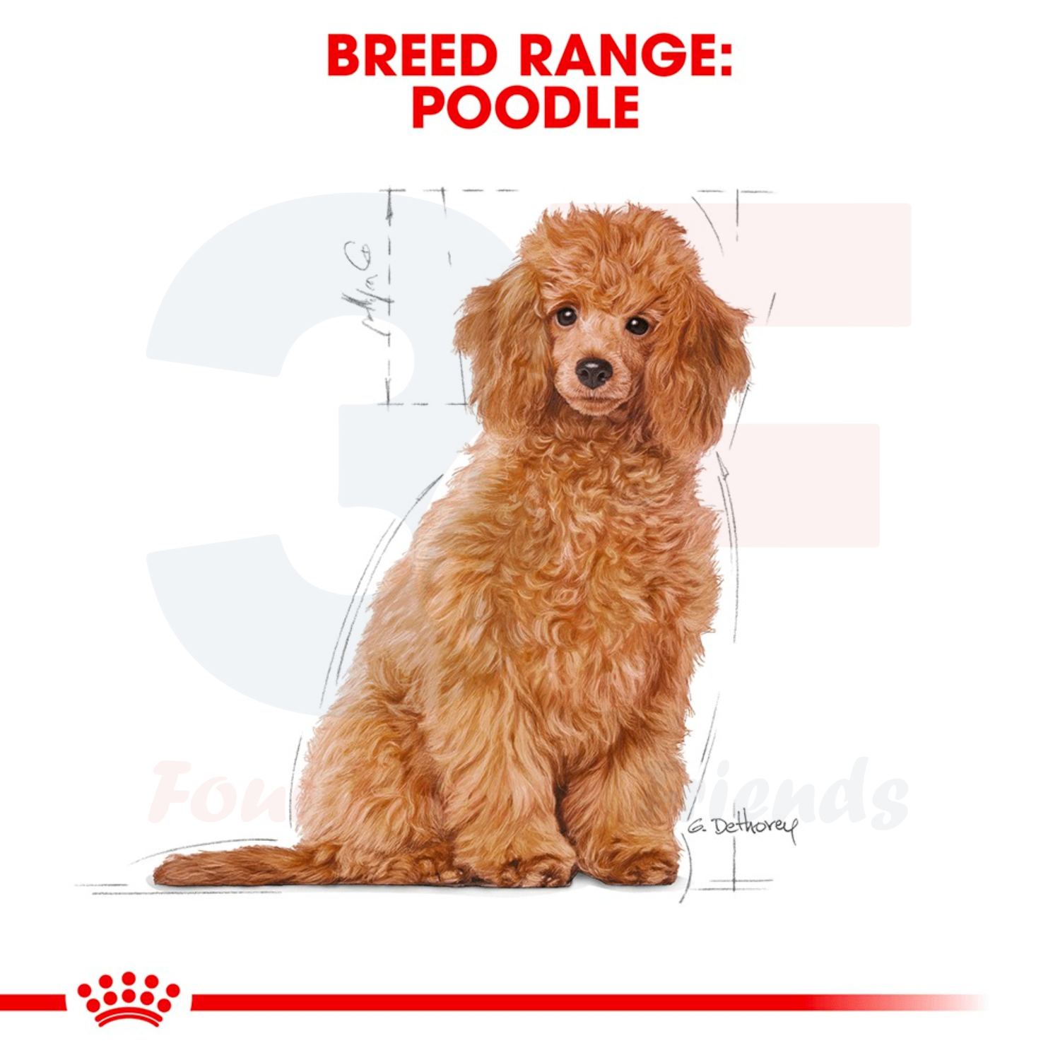 Thức Ăn Hạt Cho Chó Poodle Từ 2-10 Tháng Tuổi Royal Canin Poodle Junior