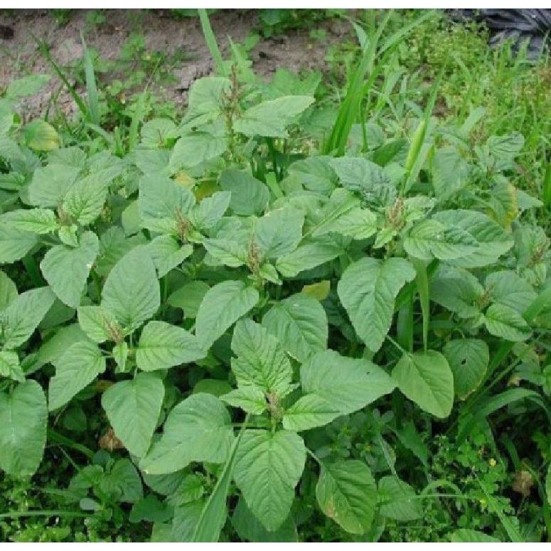 Hạt giống rau dền cơm dể trồng f1-gói 20 gram-tặng kèm gói phân bón lót
