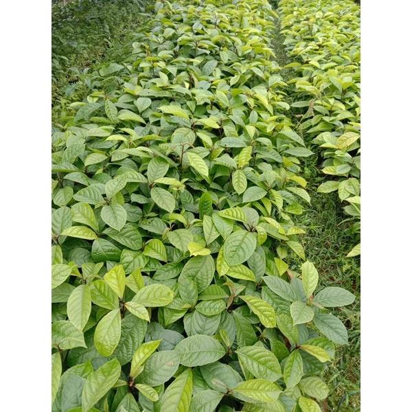 Cây giống bòn bon ( dâu da đất) ảnh thật có bán sỉ