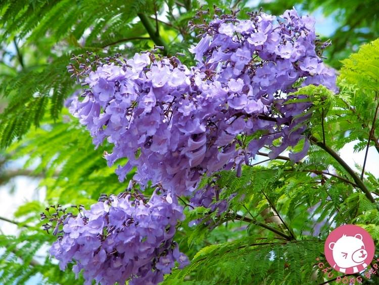 Hoa phượng tím chùm ớt đà lạt- hàng gửi đi nguyên bầu giống