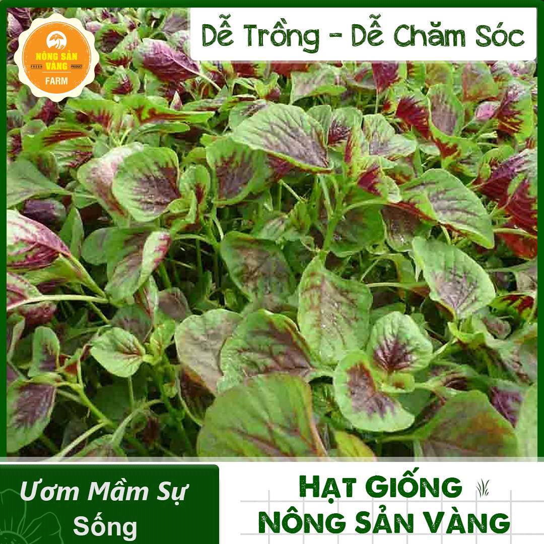 Hạt giống Rau Dền Tía, Tỉ Lệ Nảy Mầm Cao, Sinh Trưởng Và Phát Triển Khỏe, Năng Suất Cao Mùa Vụ Quanh Năm (Gói 20gram) - Nông Sản Vàng