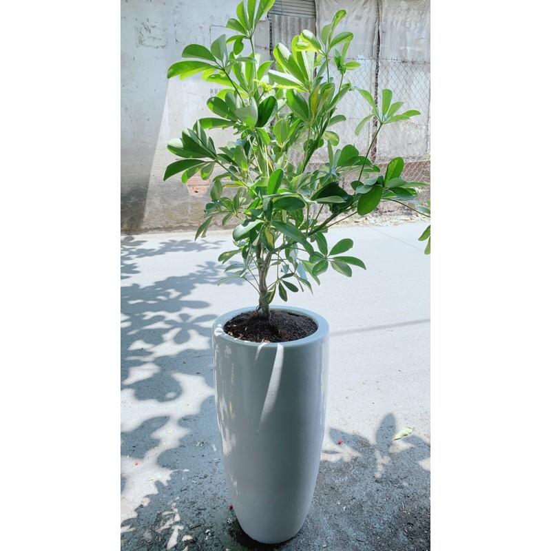 Chậu Cây Ngũ Gia Bì