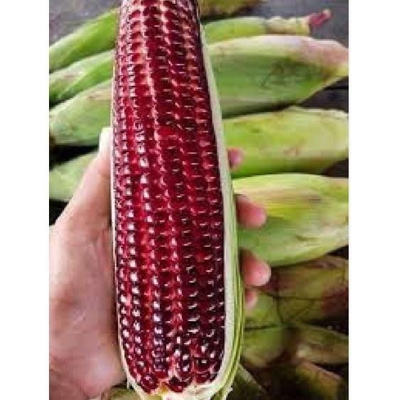 Hạt giống ngô nữ hoàng đỏ F1 CT219 - Gói 30 hạt