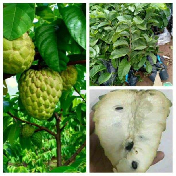 NA THÁI LAN - CÂY GIỐNG F1