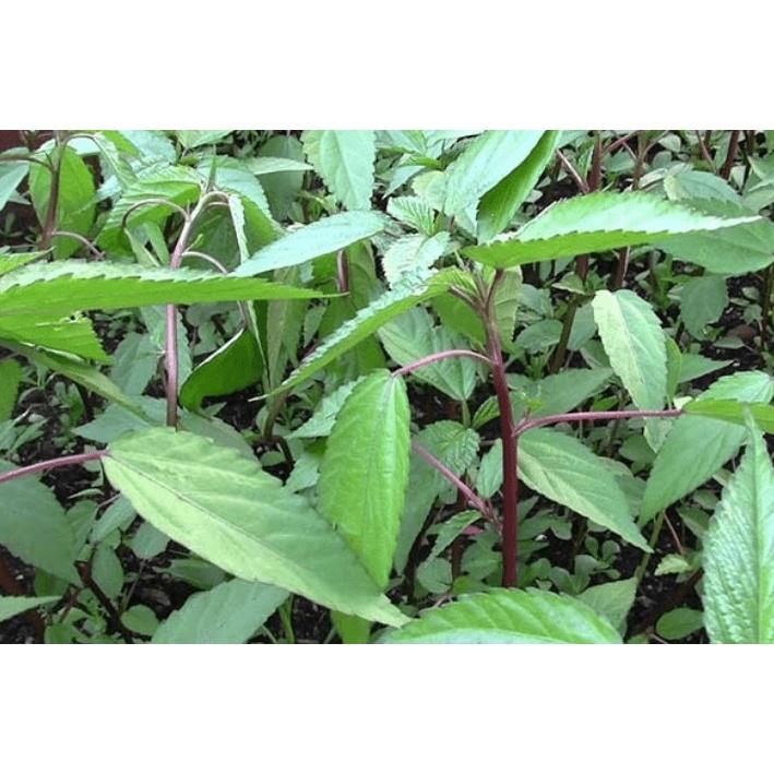 Hạt giống rau Đay Đỏ - Trồng quanh năm, không đắng