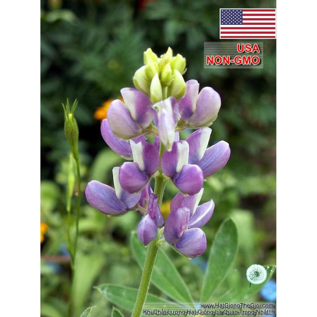 200.HẠT Hạt Giống Hoa Đậu Lupin Chịu Nhiệt Lùn Mix