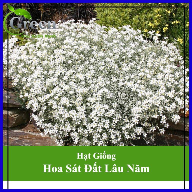Hạt Giống Hoa Sát Đất Lâu Năm Chịu Hạn Xeriscape