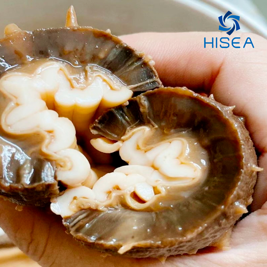 Hải sâm canada tươi- Hộp 500gr